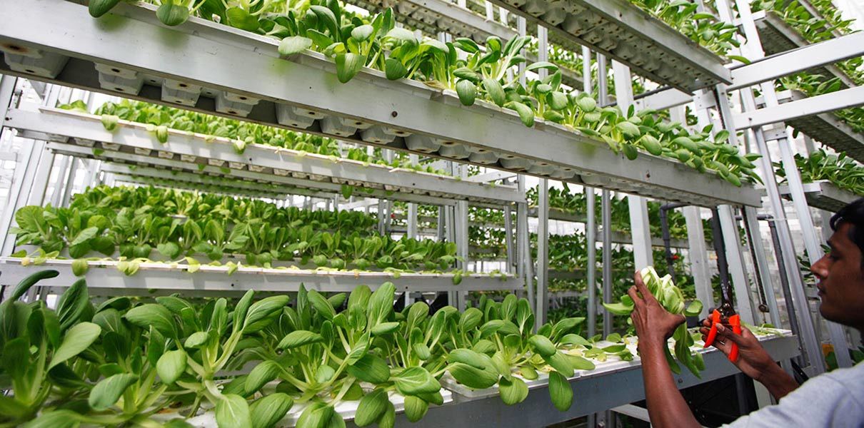 SoftBank Vision Fund Leads $200 Million Bet on Indoor Farms